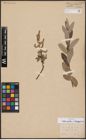 Foto von Salix aurita L. x Salix eleagnos Scop.